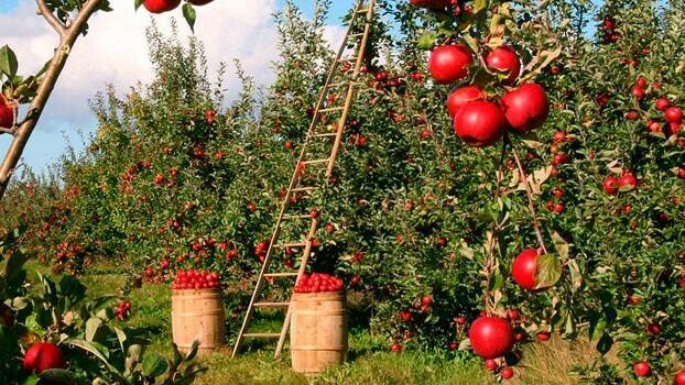 manzanas (2)